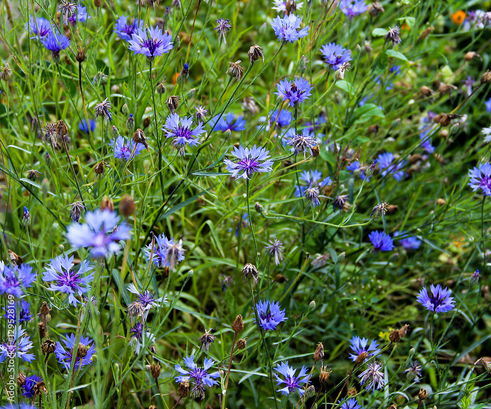 variegated flower bed in the early morning