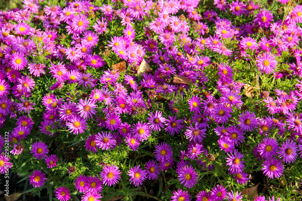 Fototapeta premium fresh pink spray chrysanthemum