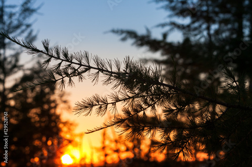 silhouette of branches spruce on sunset close