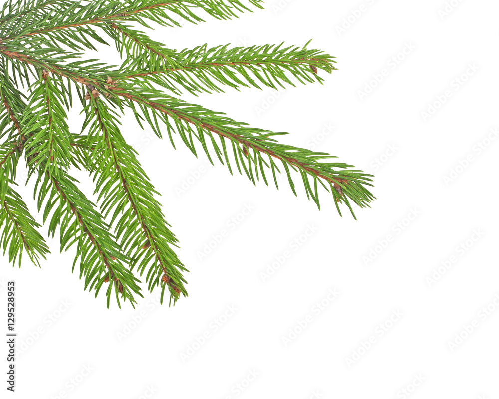 Christmas tree branches border over white