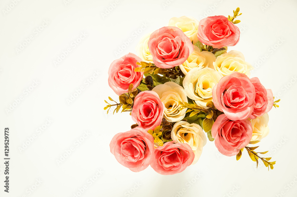 Roses isolated on a white background Roses isolated on a white background