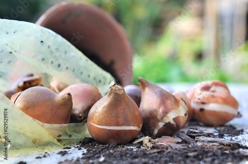 bulbes de fleurs sur table de jardinage