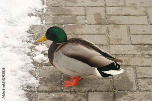 Ducks in the snow 1