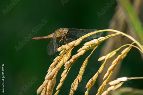 close up of yellow green rice field and Dargonfly photo