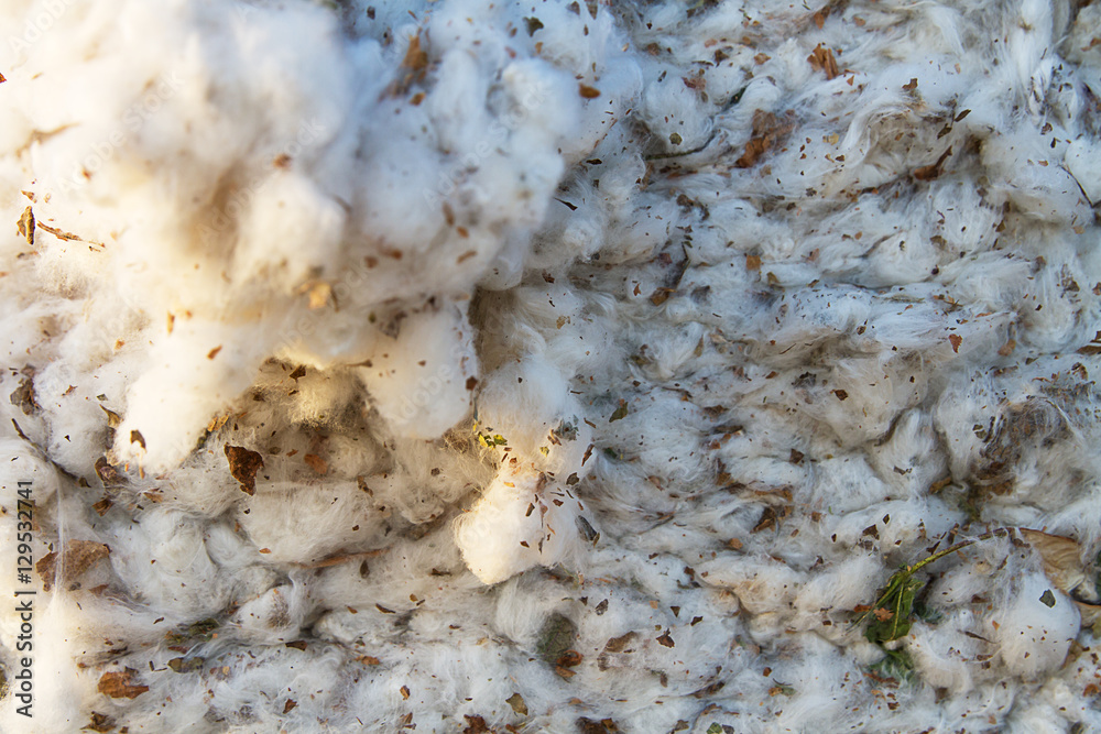 Cotton harvest from field .