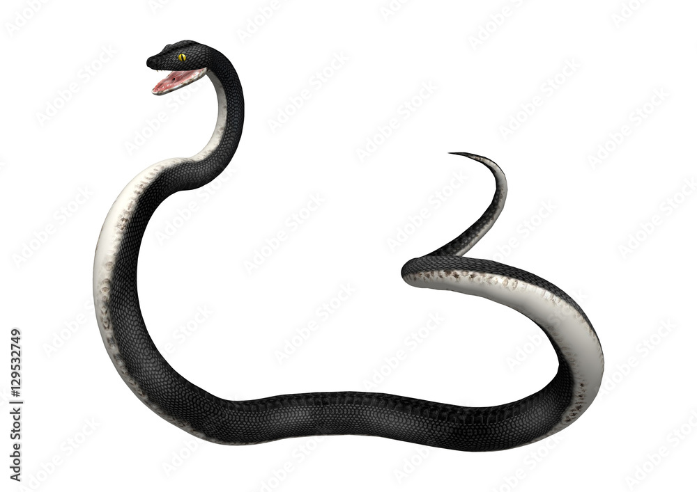 Fototapeta premium 3D Rendering Southern Black Racer on White