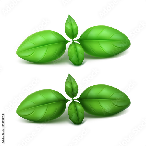 Vector Green Fresh Basil Leaves Isolated on White Background