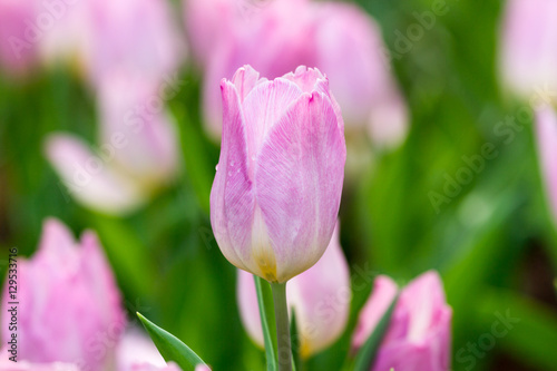 pink tulip flower in the garden close up