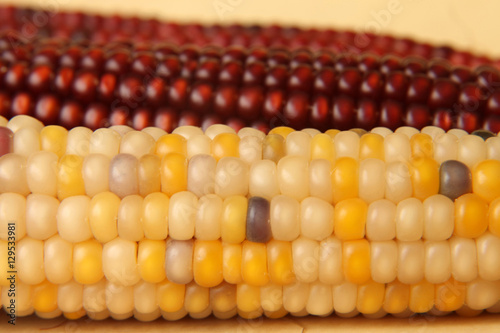 Dried corn winter 