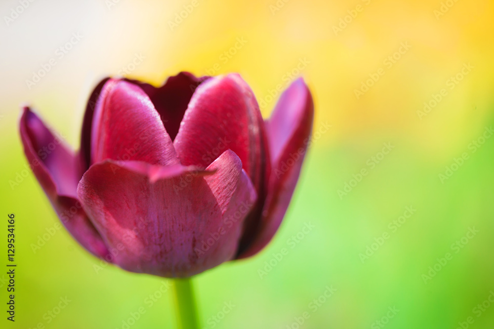 Fototapeta premium Purple tulip on the background of green grass close-up.