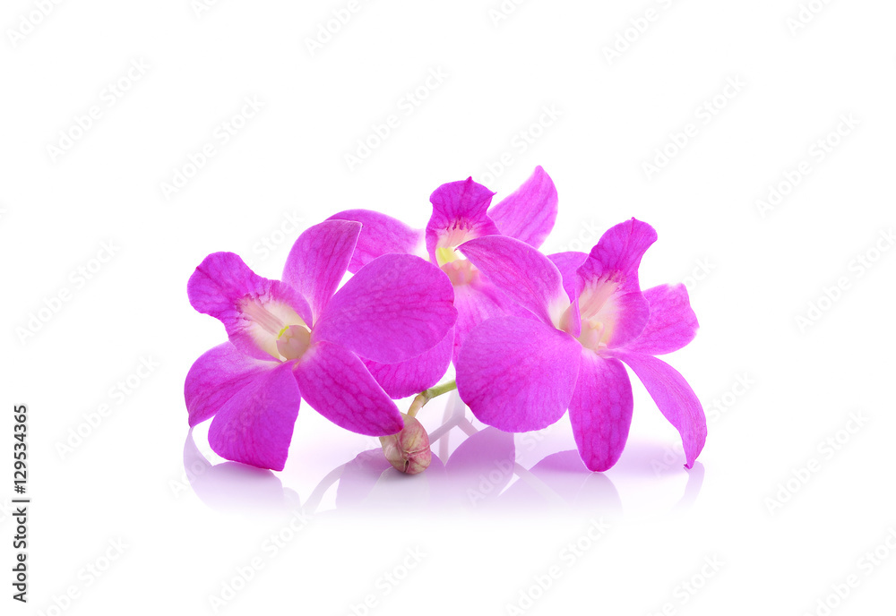 pink orchid phalaenopsis. Bouquet of flowers orchids. pink orchid phalaenopsis. Bouquet of flowers orchids.