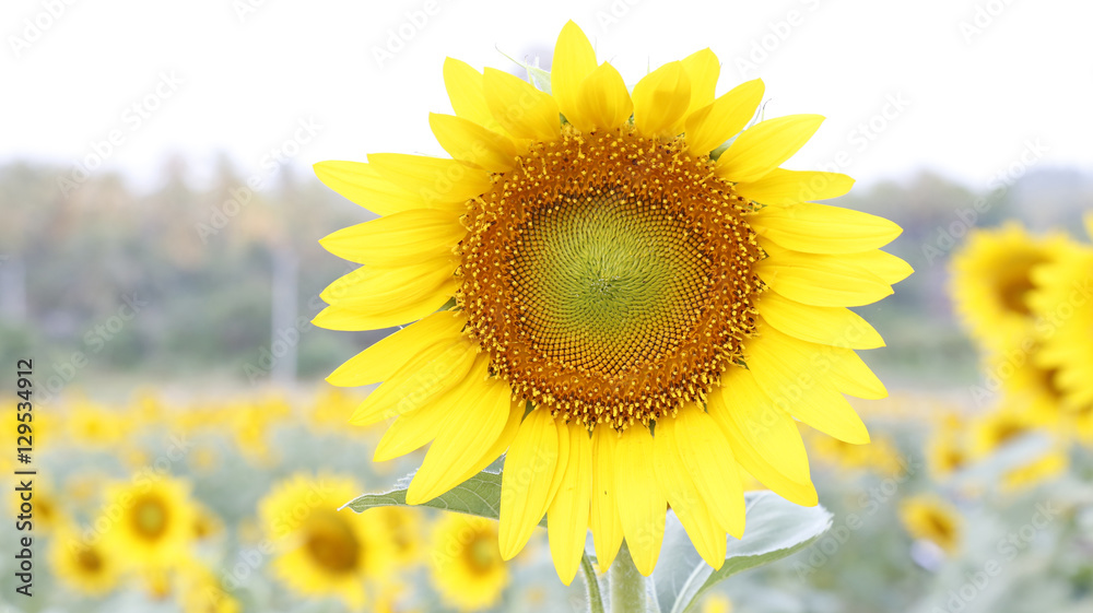 Obraz premium Sunflower