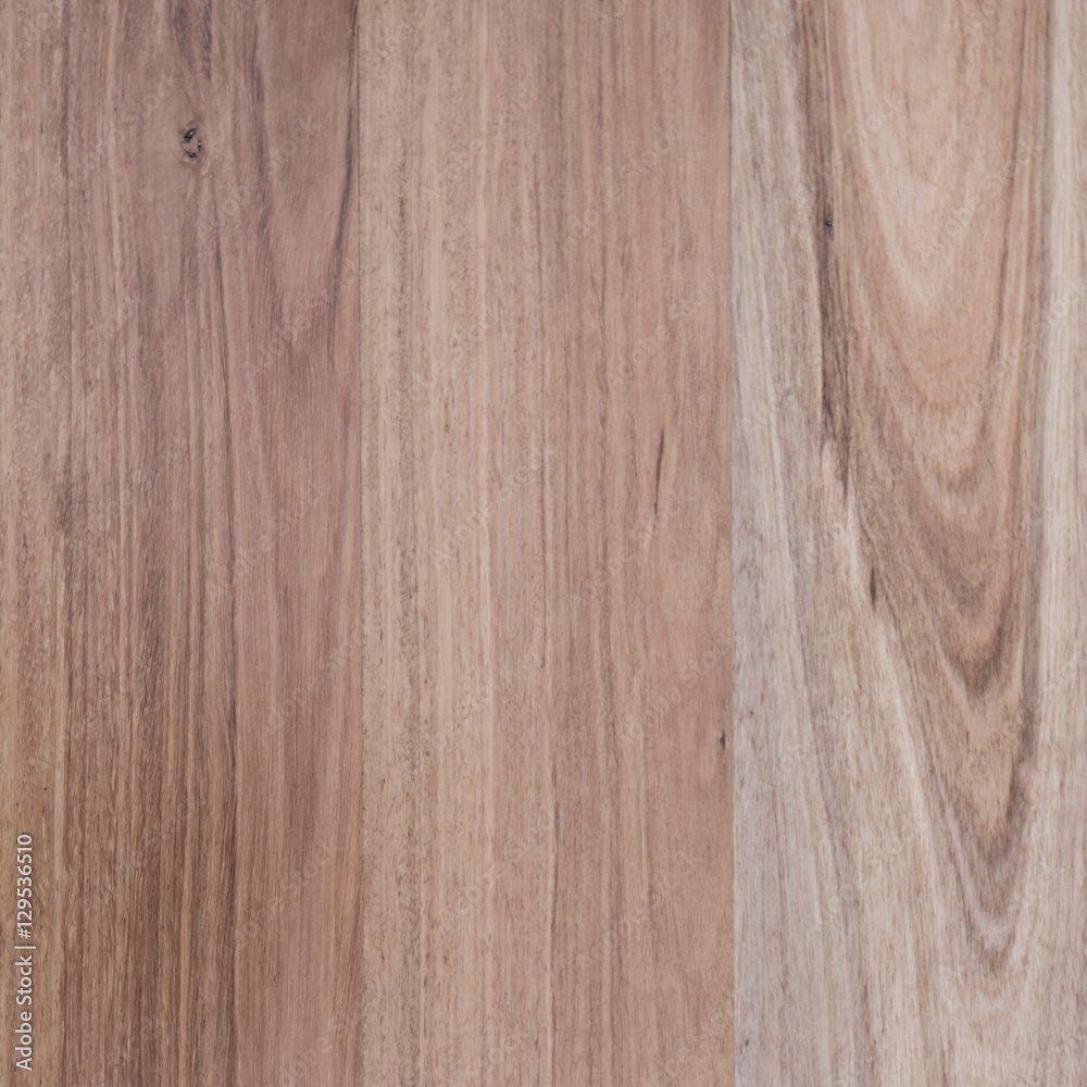 Fototapeta premium NSW Blackbutt