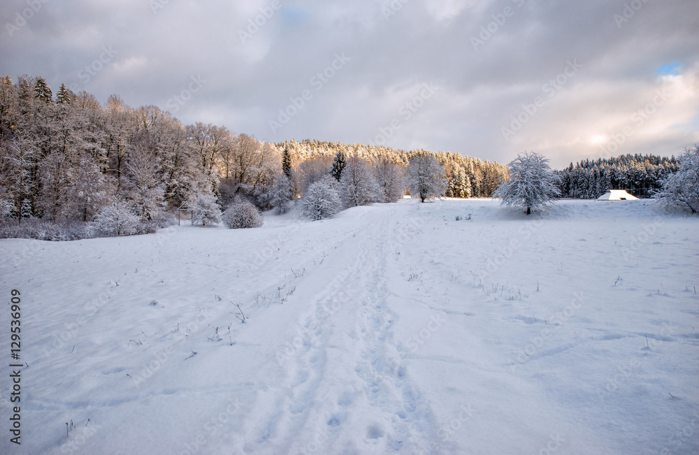 Beautiful winter landscape with snow covered trees.