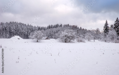 Beautiful winter landscape with snow covered trees. © Dace