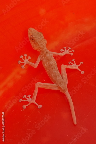 House lizard on red surface photo