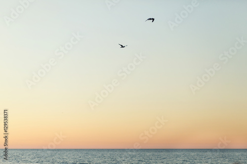 Gulls fly in evening sky over the sea