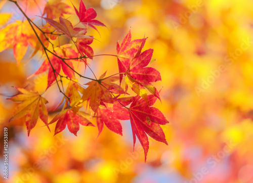 Maple leaf in fall season.