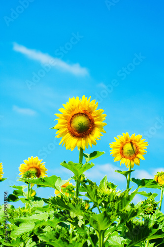 Sunflower beautiful sky background in thailand 