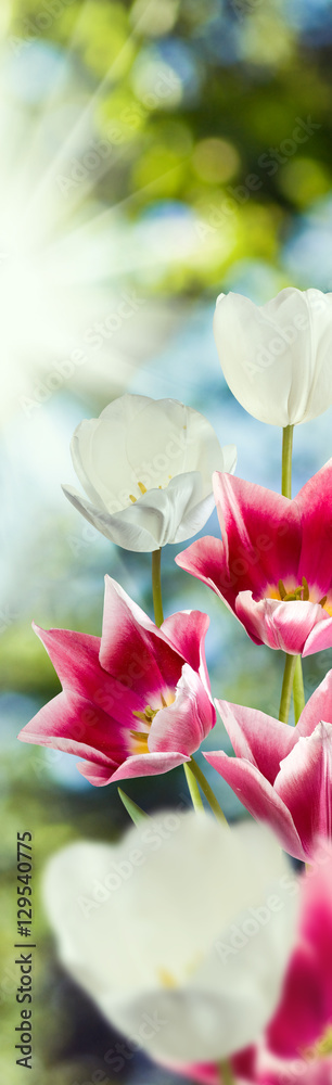 Image of flowers tulips on a green background Image of flowers tulips on a green background