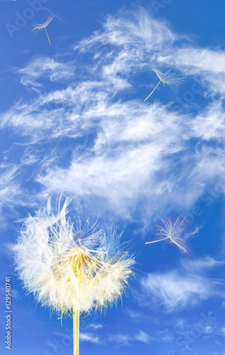 Dandelion flower on sky background.