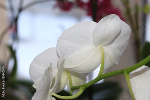 Fototapeta Naklejka Na Ścianę i Meble -  Орхидея, цветущая в комнате