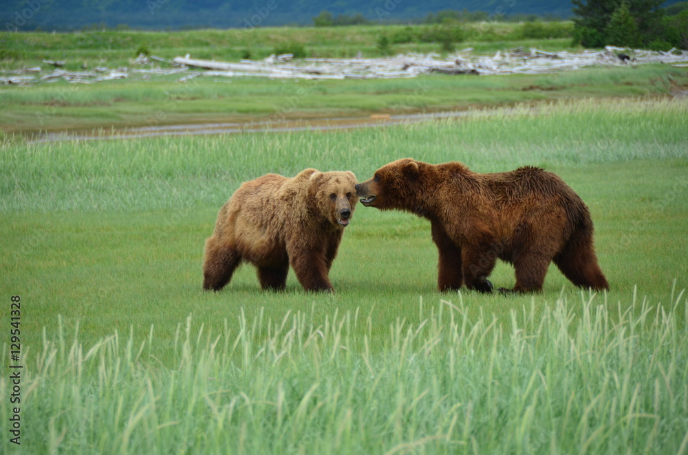 Grissly bear Grissly bear