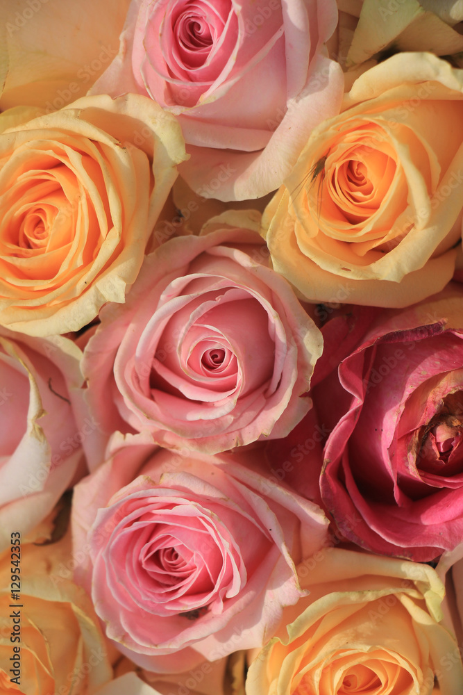 Pastel roses Pastel roses