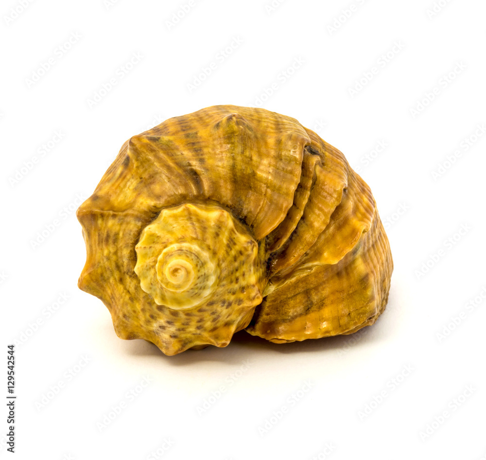 Sea shell isolated on a white background Sea shell isolated on a white background