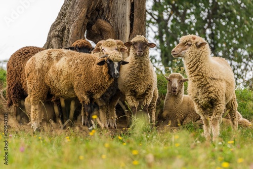 A Few Sheep Creating a Family Portrait © LiviuConstantin