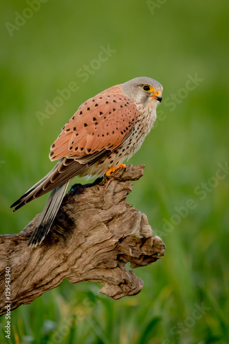 Beautiful bird of prey on a trunk © Gelpi