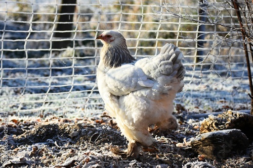 weiße Brahma Henne im Winter