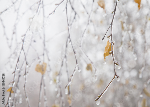 Birch branches covered with icicles in winter day. Selective focus. Shallow depth of field. 