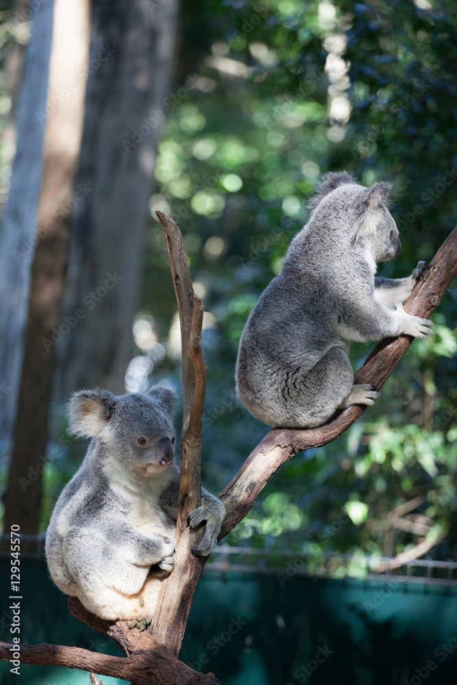 Fototapeta premium Cute Australian koala bear couple sleeping on a tree 