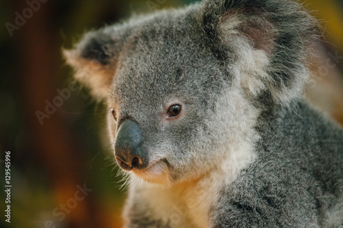 Fototapeta Naklejka Na Ścianę i Meble -  a close up of cute baby koala bear