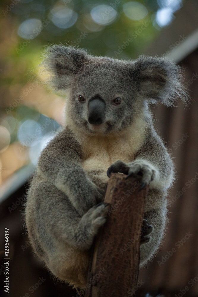 Fototapeta premium A cute baby Koala bear