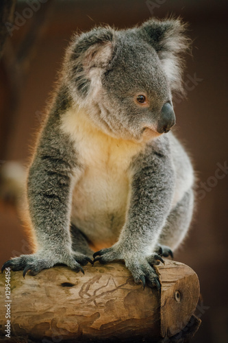 Fototapeta Naklejka Na Ścianę i Meble -  A cute baby Koala bear posing 