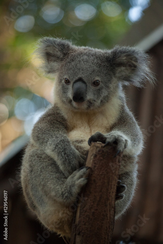 A cute baby Koala bear