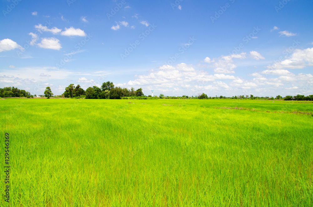 Obraz premium rice field landscape with blue sky and cloud