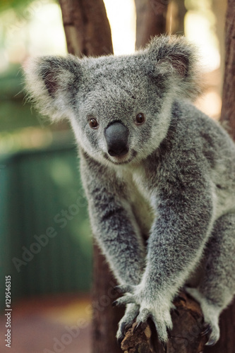 Fototapeta Naklejka Na Ścianę i Meble -  A cute baby Koala bear posing