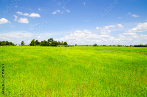 rice field landscape with blue sky and cloud
