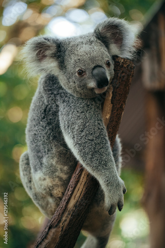 Fototapeta Naklejka Na Ścianę i Meble -  A cute baby Koala bear hanging from a tree