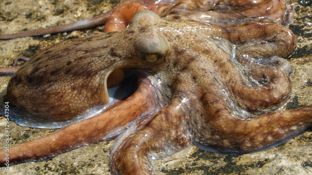 Octopus vulgaris wildlife animal