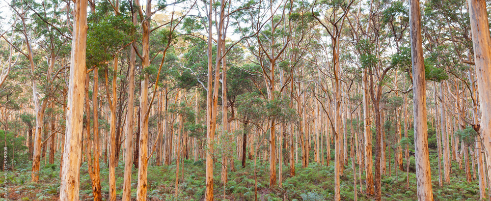 Fototapeta premium Boranup Karee Forest