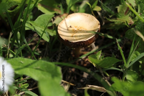 Forest mushrooms in the grass
