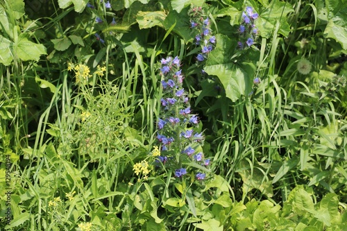 Wild blue flowers