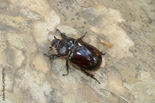 Rhinoceros beetle female