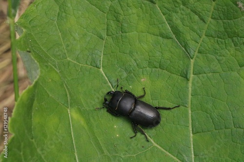 Small female stagbeetle on the green leaf