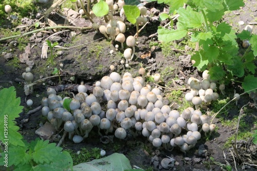 Forest mushrooms in the grass
