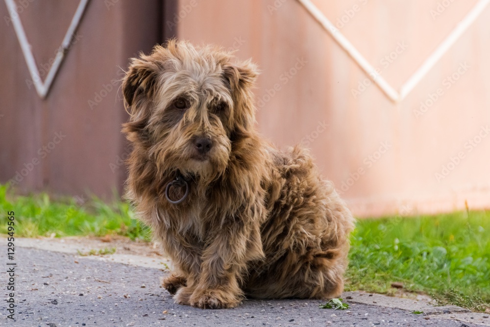 Cute (but Sad) Hairy Old Shepherd Dog Cute (but Sad) Hairy Old Shepherd Dog